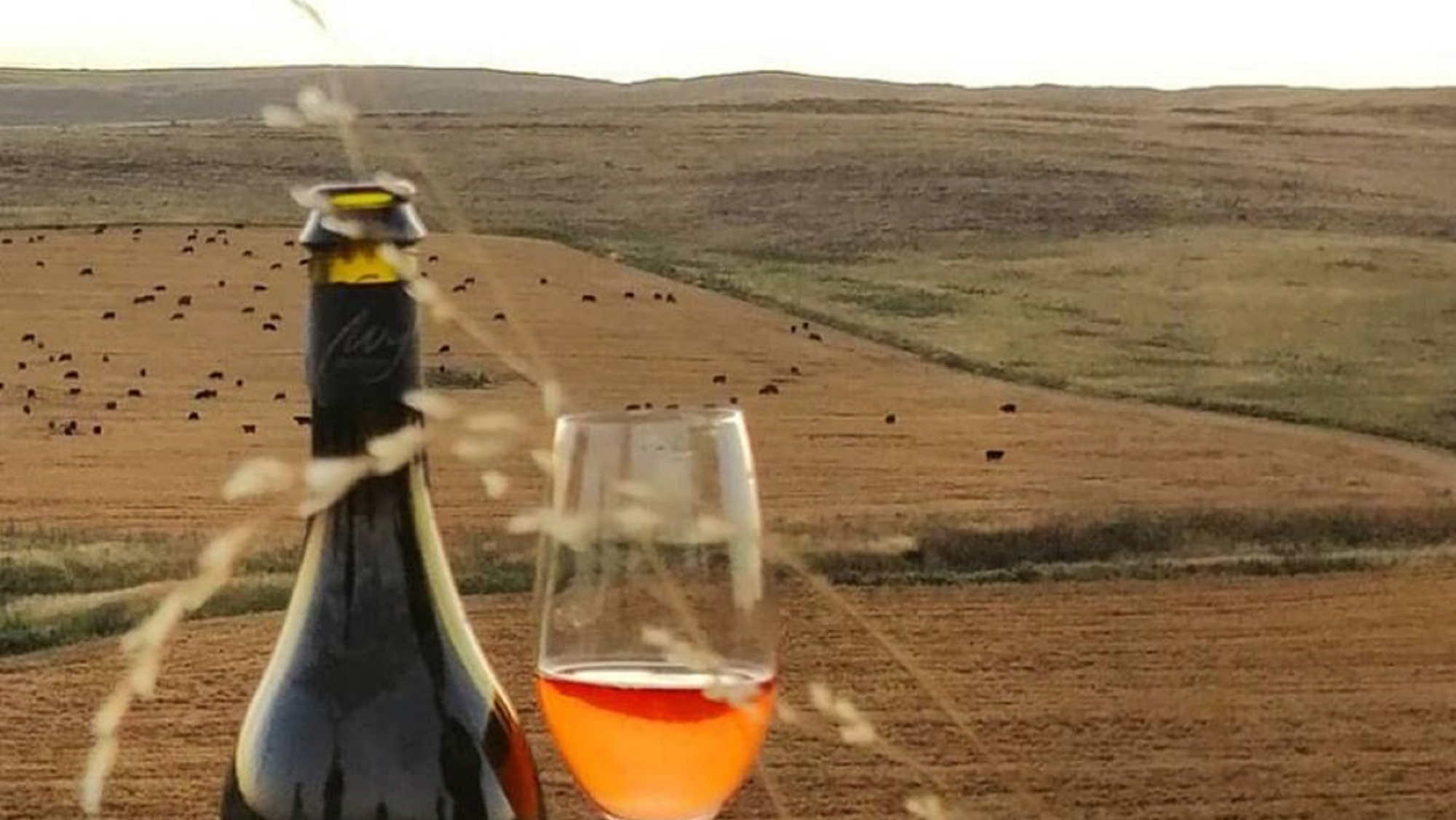 Saldungaray: una perlita de la provincia de Buenos Aires que dio origen a la ruta del vino bonaerense. 