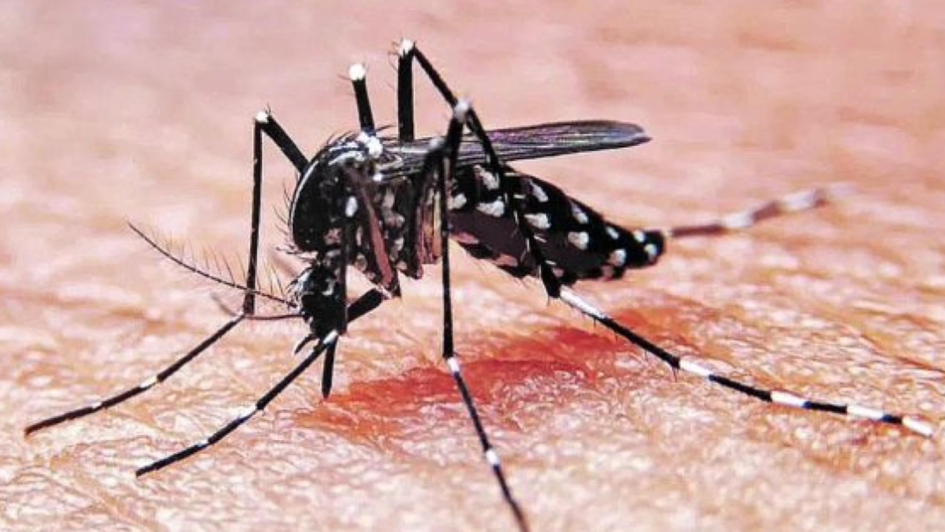 Aedes aegypti, el mosquito transmisor del dengue.