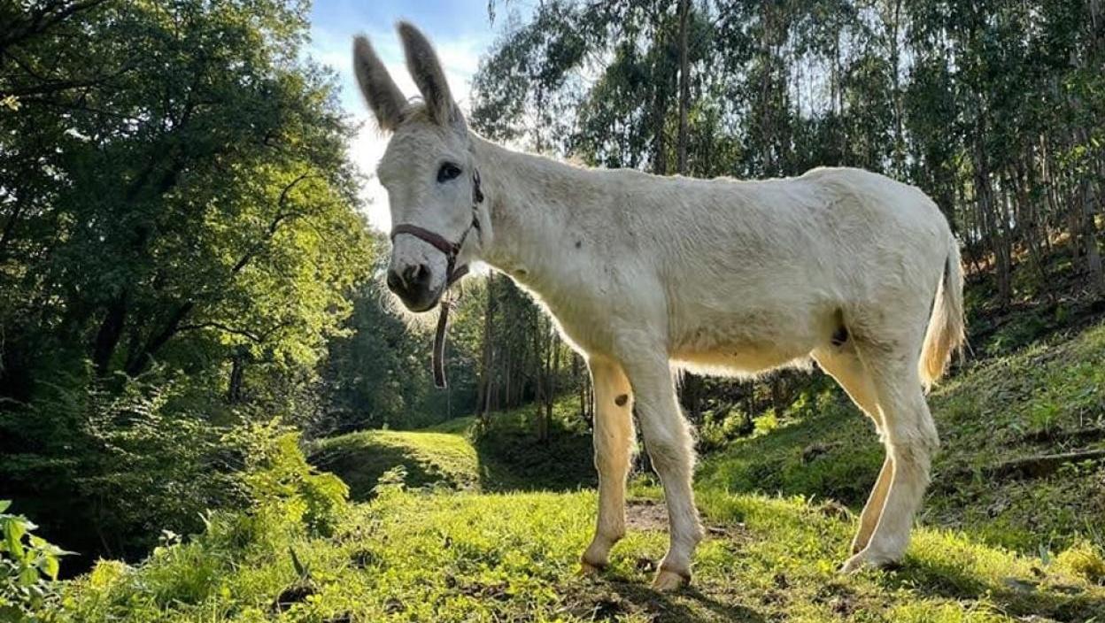 El burro es un animal noble y trabajador (Imagen ilustrativa).