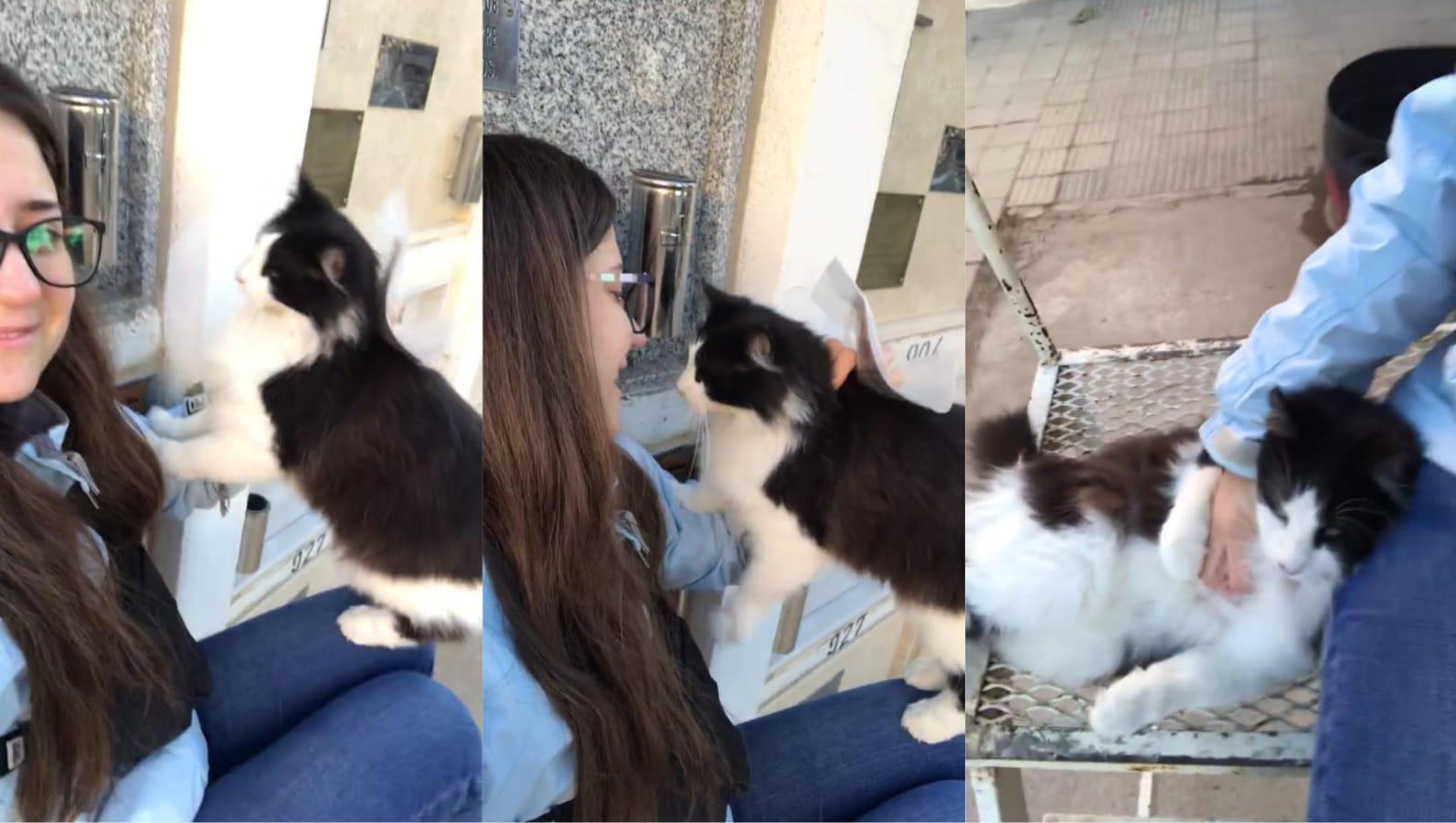 La joven recibió la visita de un gatito cuando fue al cementerio y compartió la situación con emoción en Twitter. 