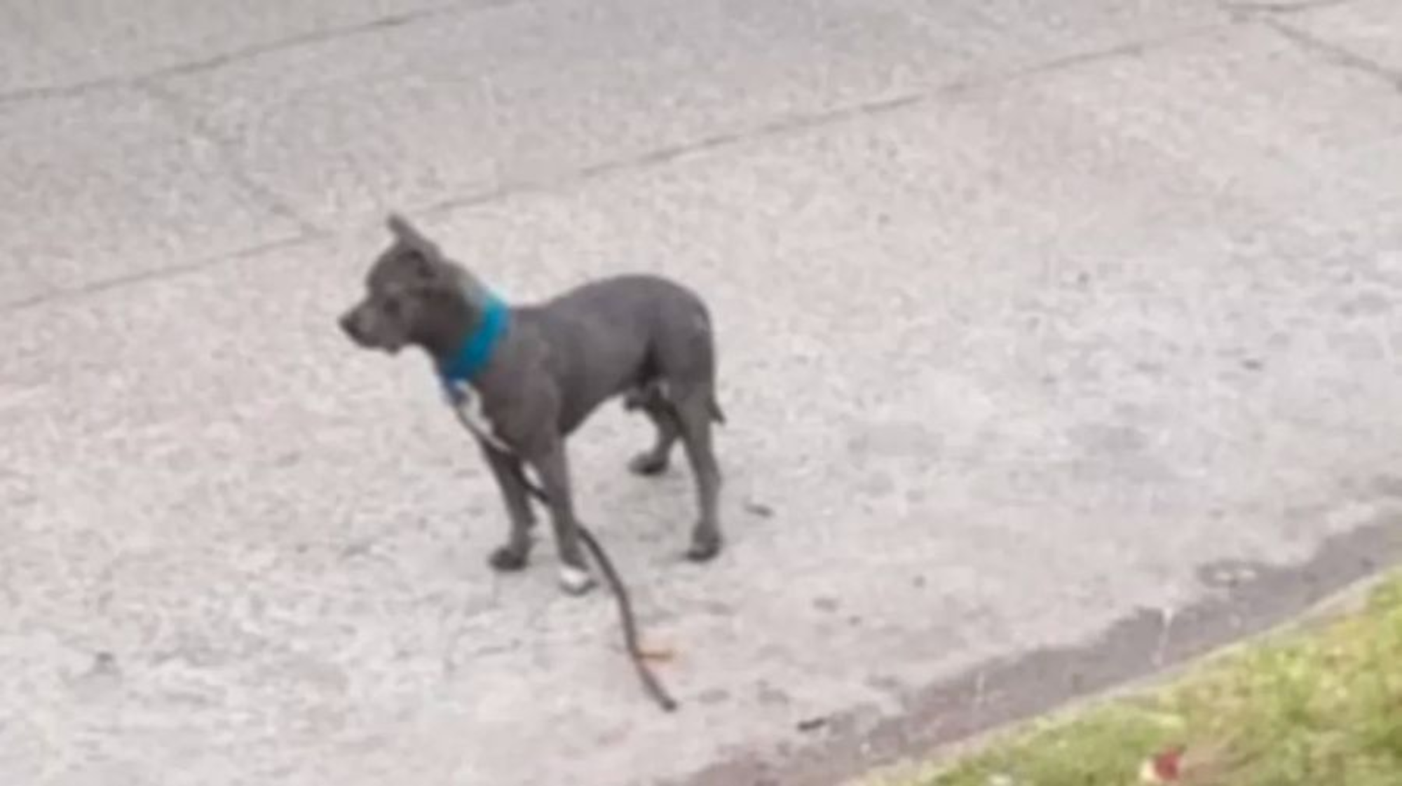 El perro que atacó al estudiantes mientras caminaba por la calle.