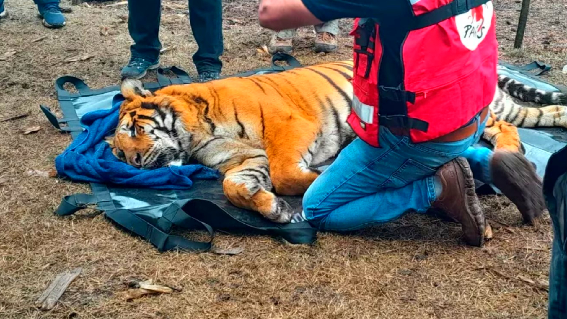 Rescataron a dos tigres de Bengala en la localidad de Balcarce  