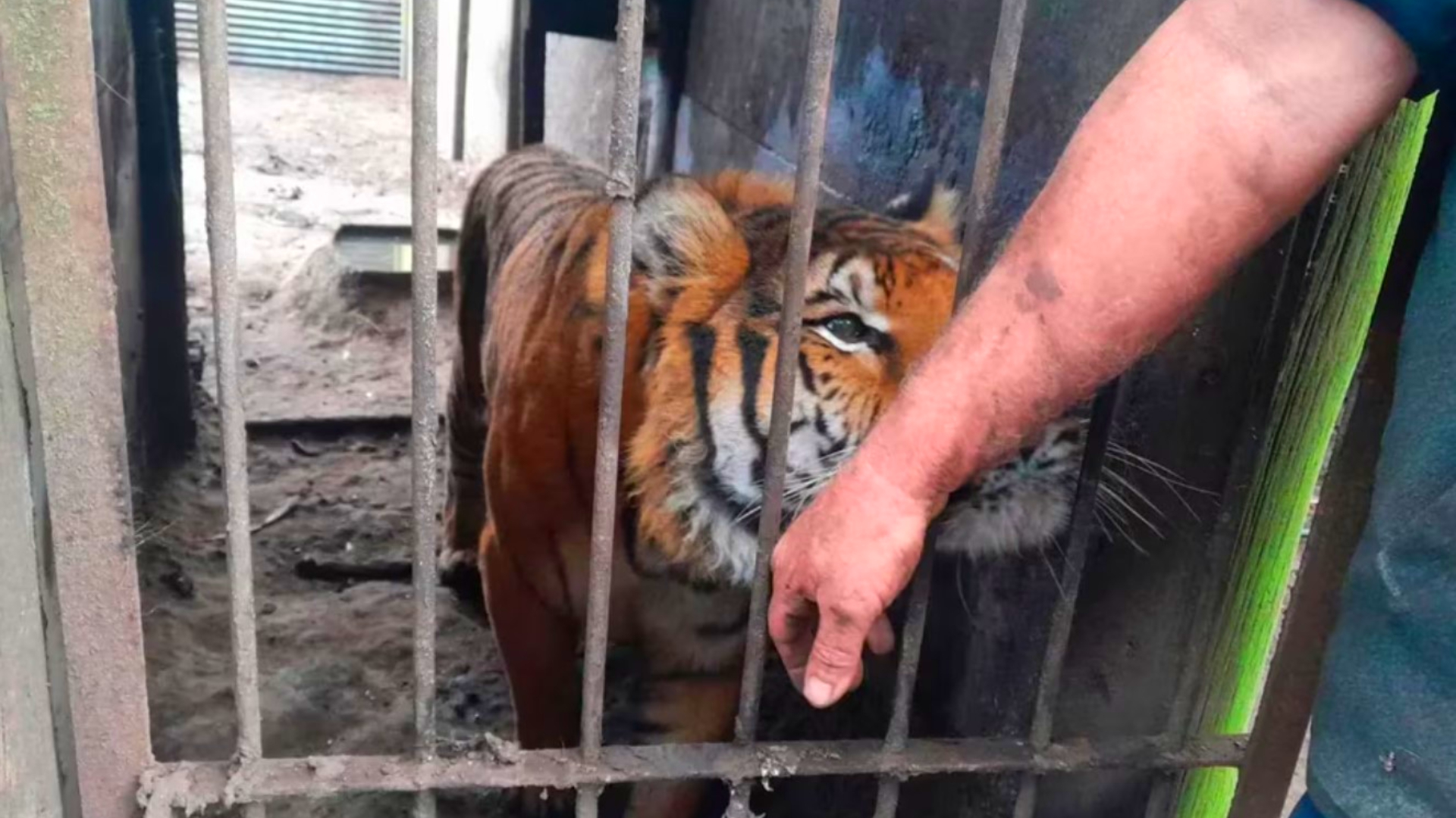 Rescataron a dos tigres de bengala que vivían en cautiverio en un predio rural de Balcarce