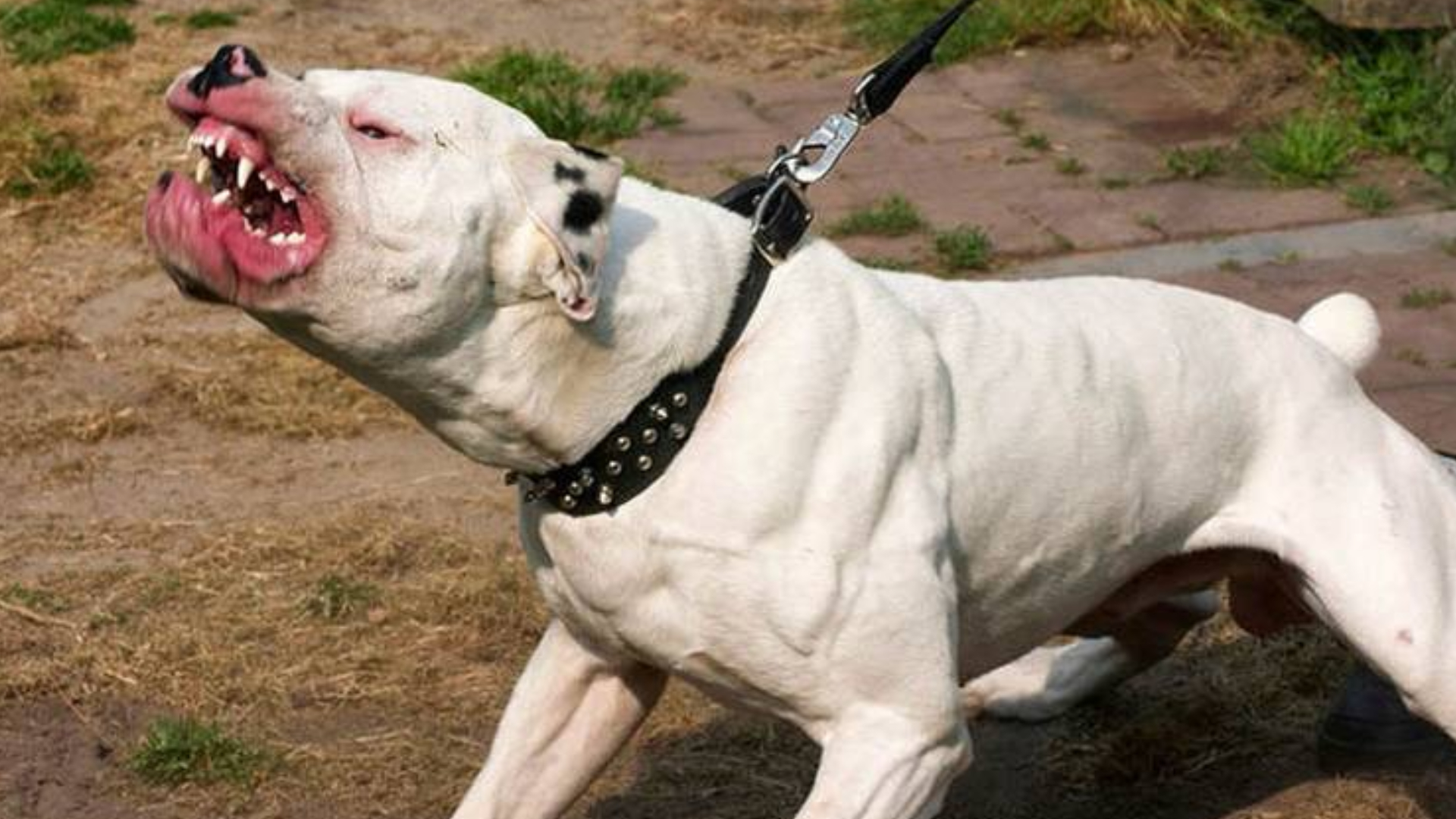 Un pitbull atacó brutalmente a la nena.