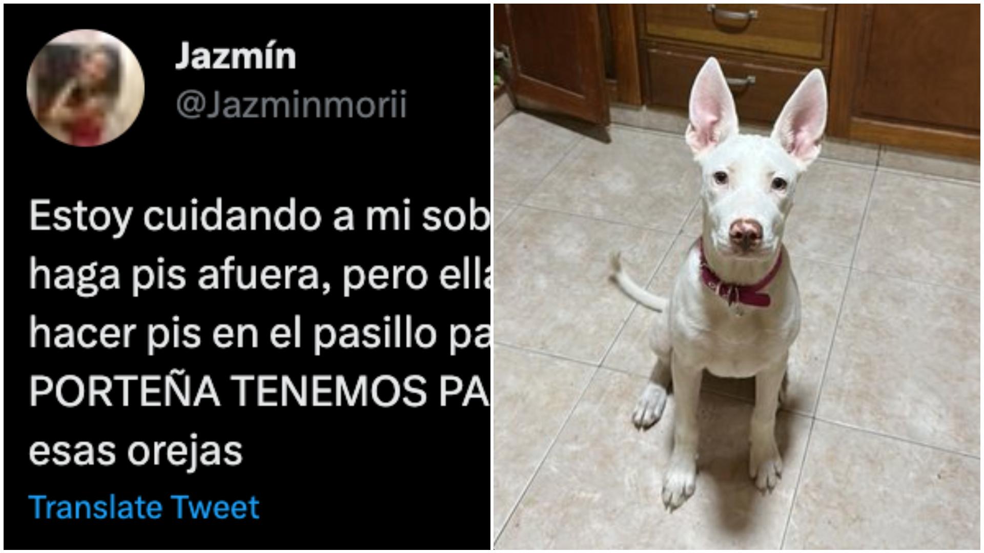 En Twitter, muchos empezaron a mostrar fotos de sus perros.