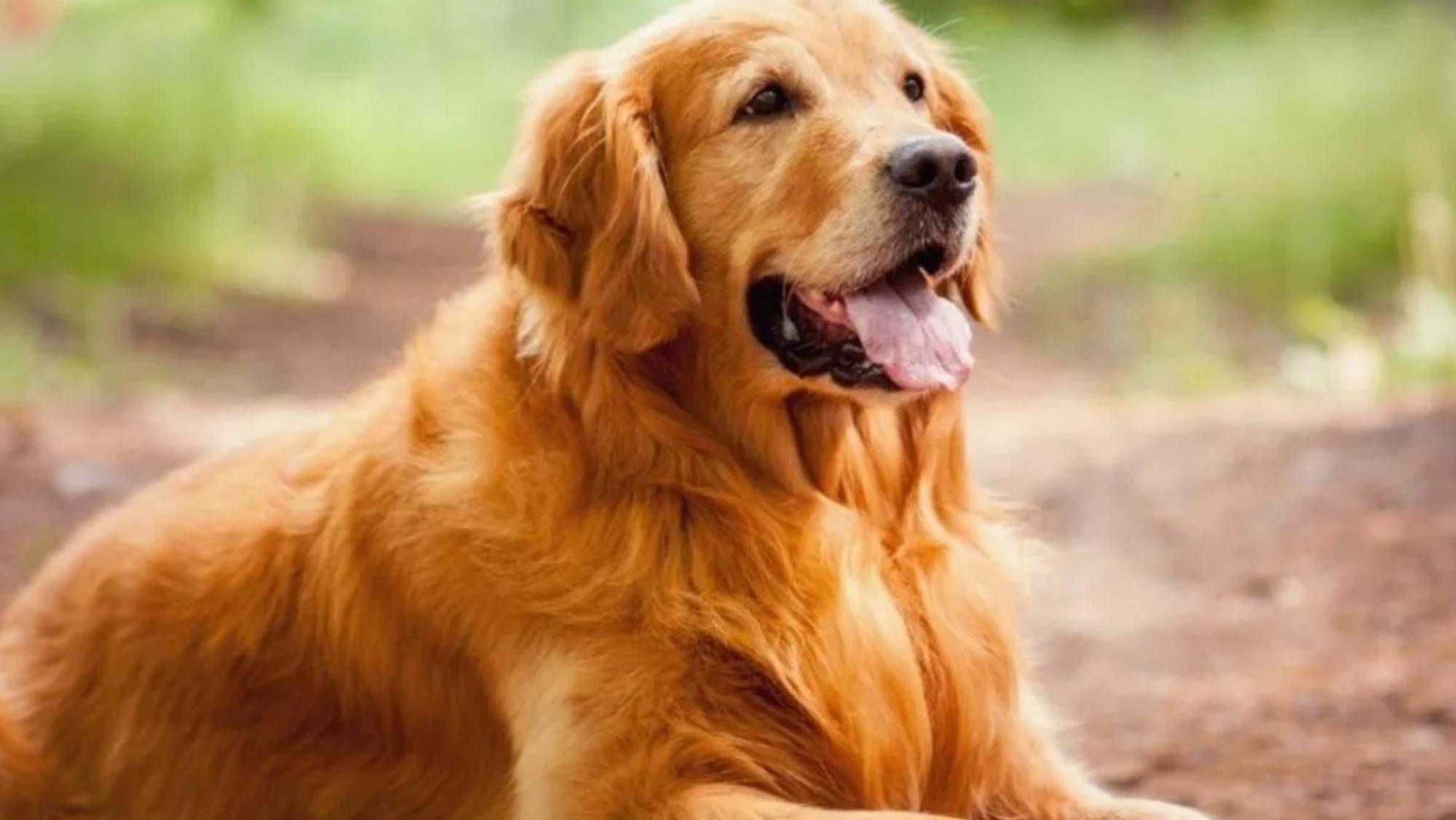 La primera denuncia fue por la muerte de un Golden Retriever.