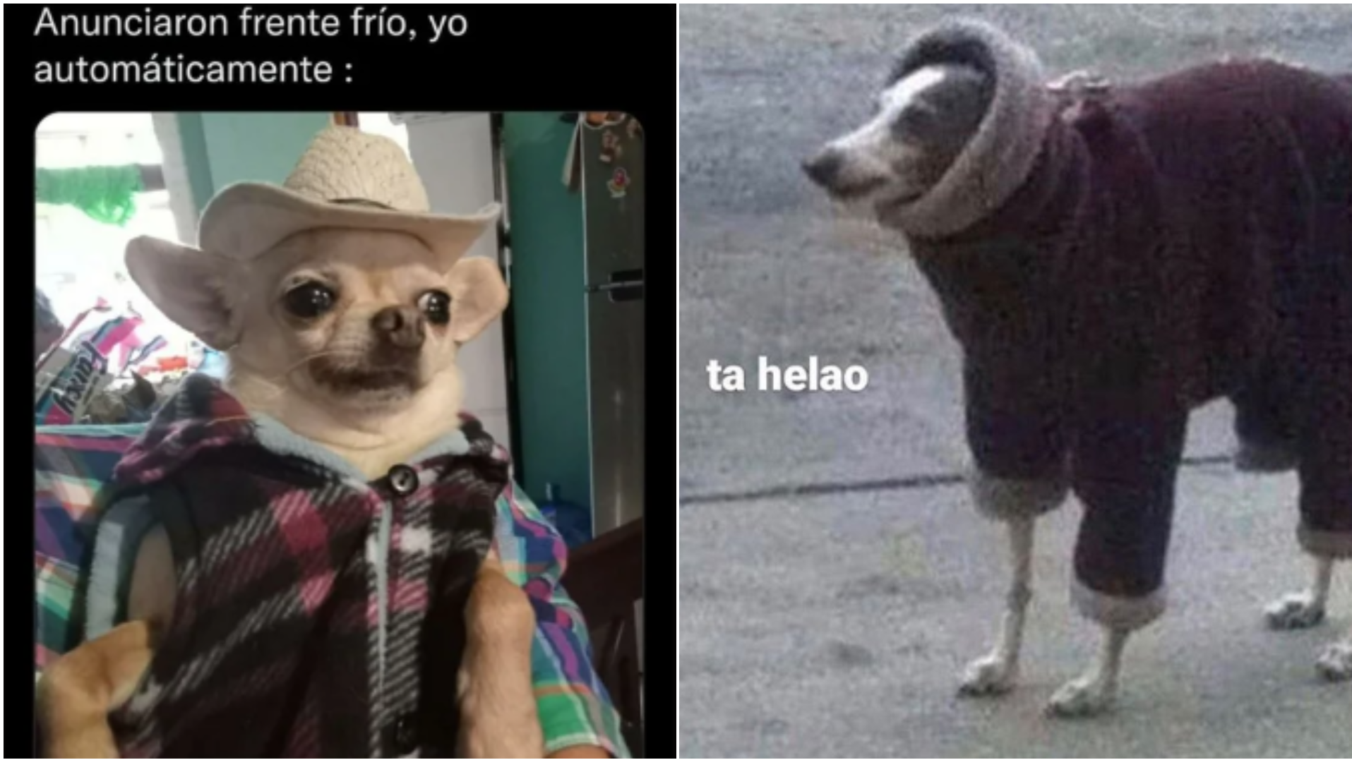 ¡No te pierdas los mejores memes del frío que son furor en las redes!