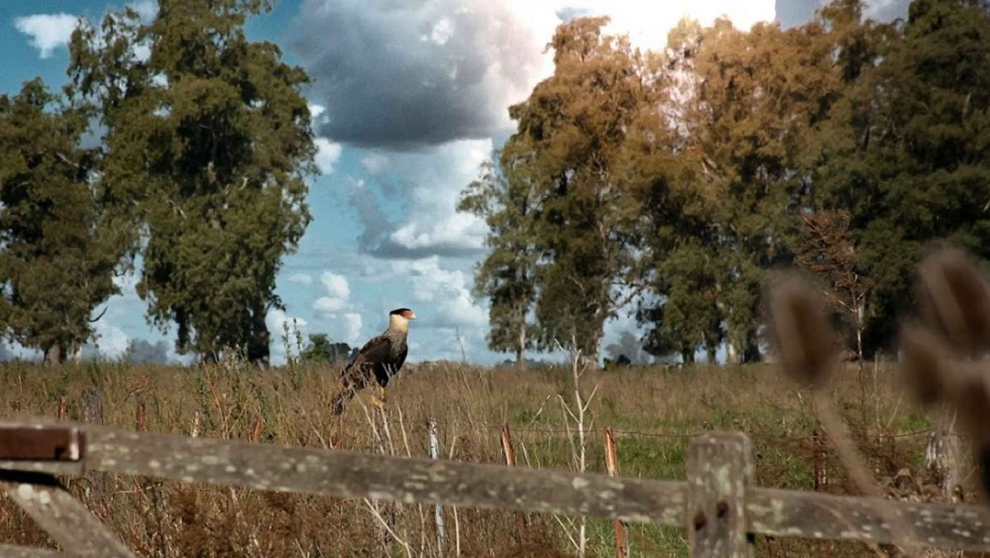 Moll, un rinconcito escondido de Buenos Aires donde la tranquilidad y naturaleza enamora.  