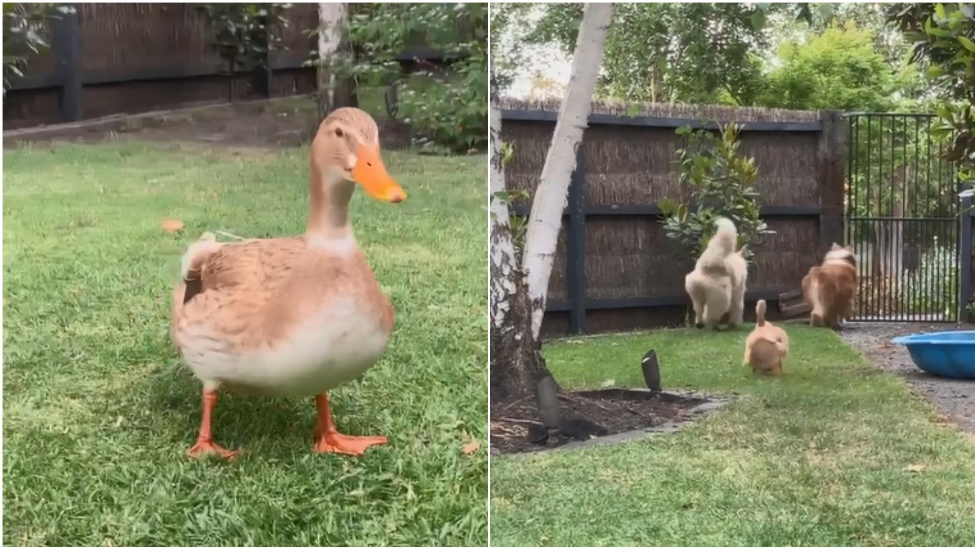 Un pato que se cree perro es viral en TikTok.