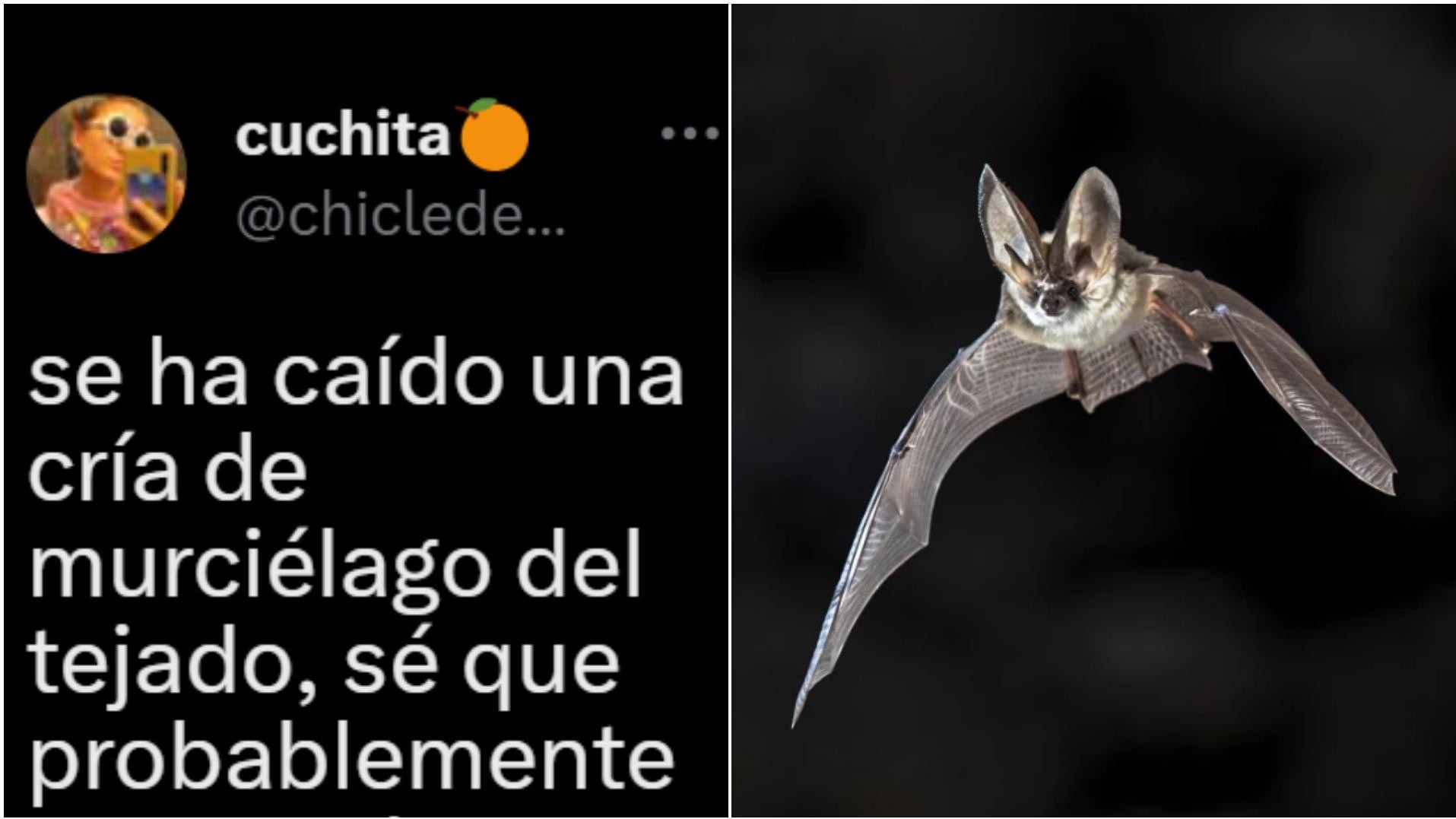 Apareció un murciélago en la casa de una mujer y decidió adoptarlo.