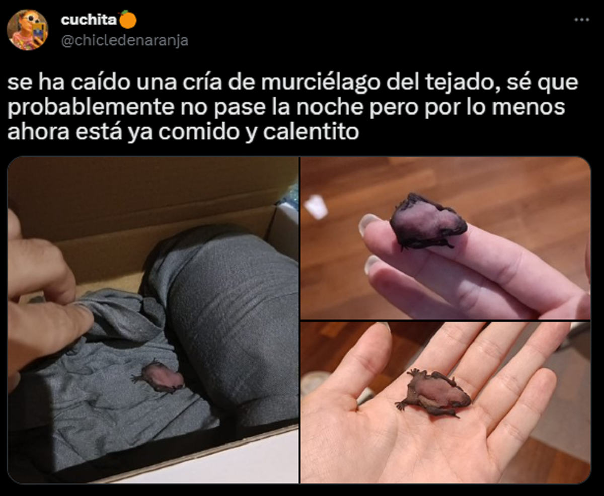 El tuit viral de la mujer que encontró al murciélago.