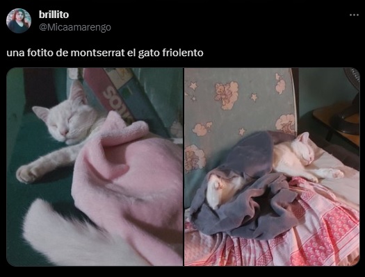 Gato viral meme