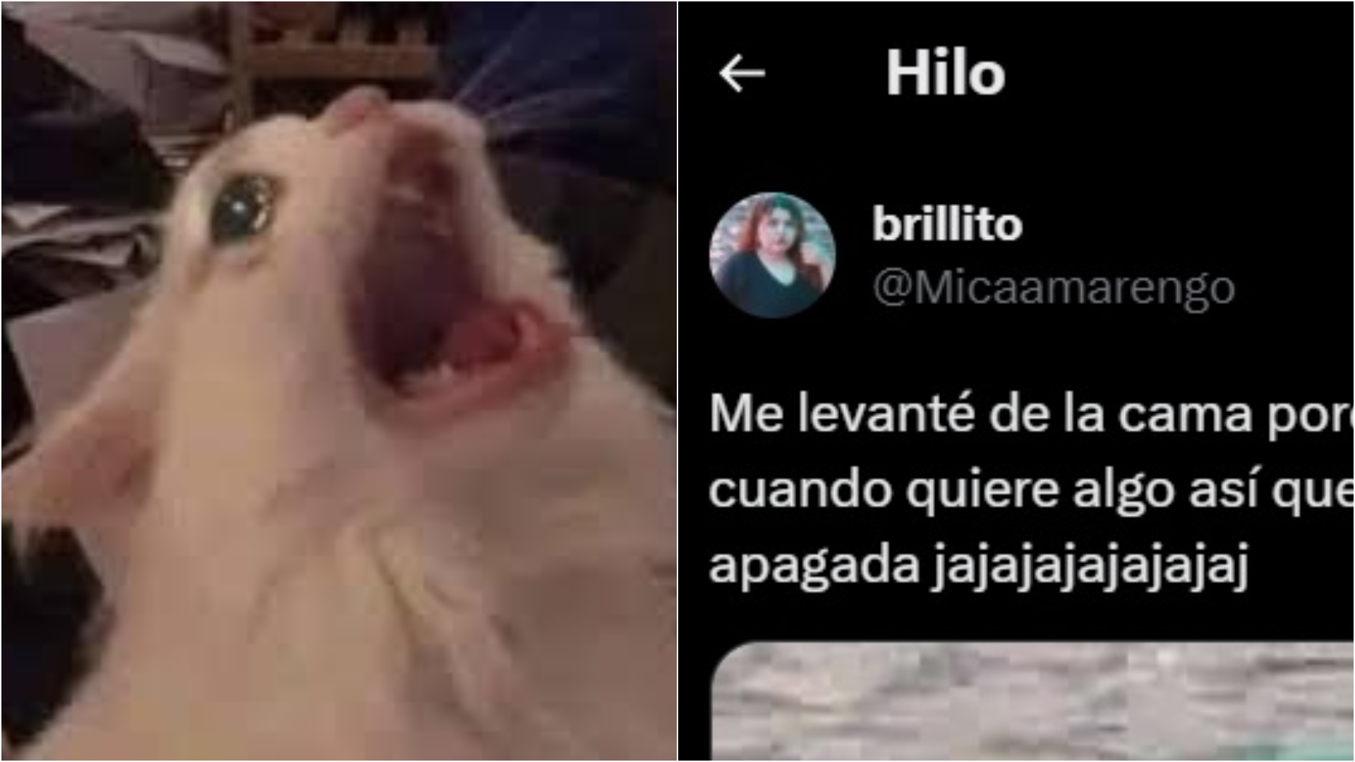 Su gato la despertó “a los gritos” en plena madrugada y el inquietante motivo la dejó sin palabras