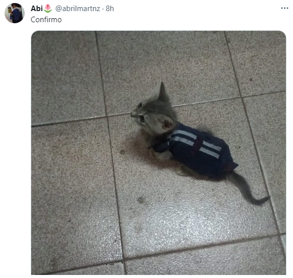 Los usuarios de Twitter compartieron su imágenes de sus mascotas abrigas con retazos de prendas de adultos.