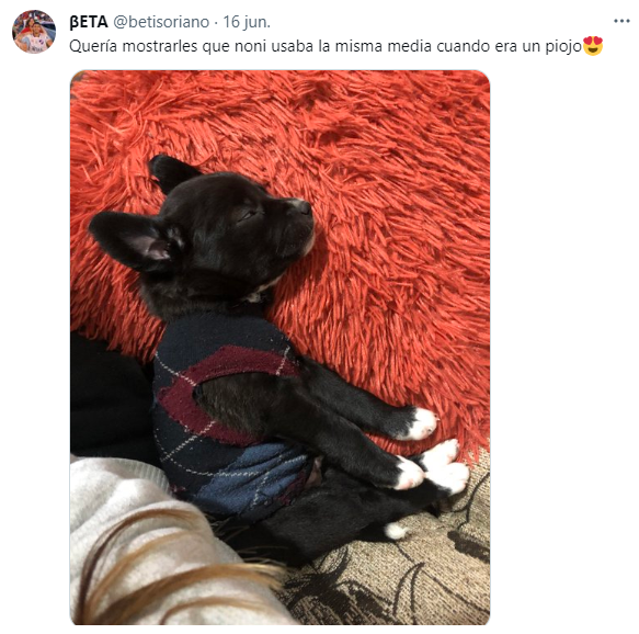 Los usuarios de Twitter compartieron su imágenes de sus mascotas abrigas con retazos de prendas de adultos.