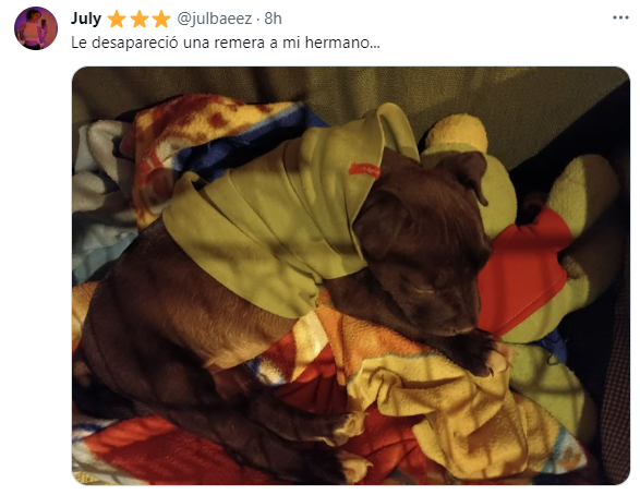 Los usuarios de Twitter compartieron su imágenes de sus mascotas abrigas con retazos de prendas de adultos.