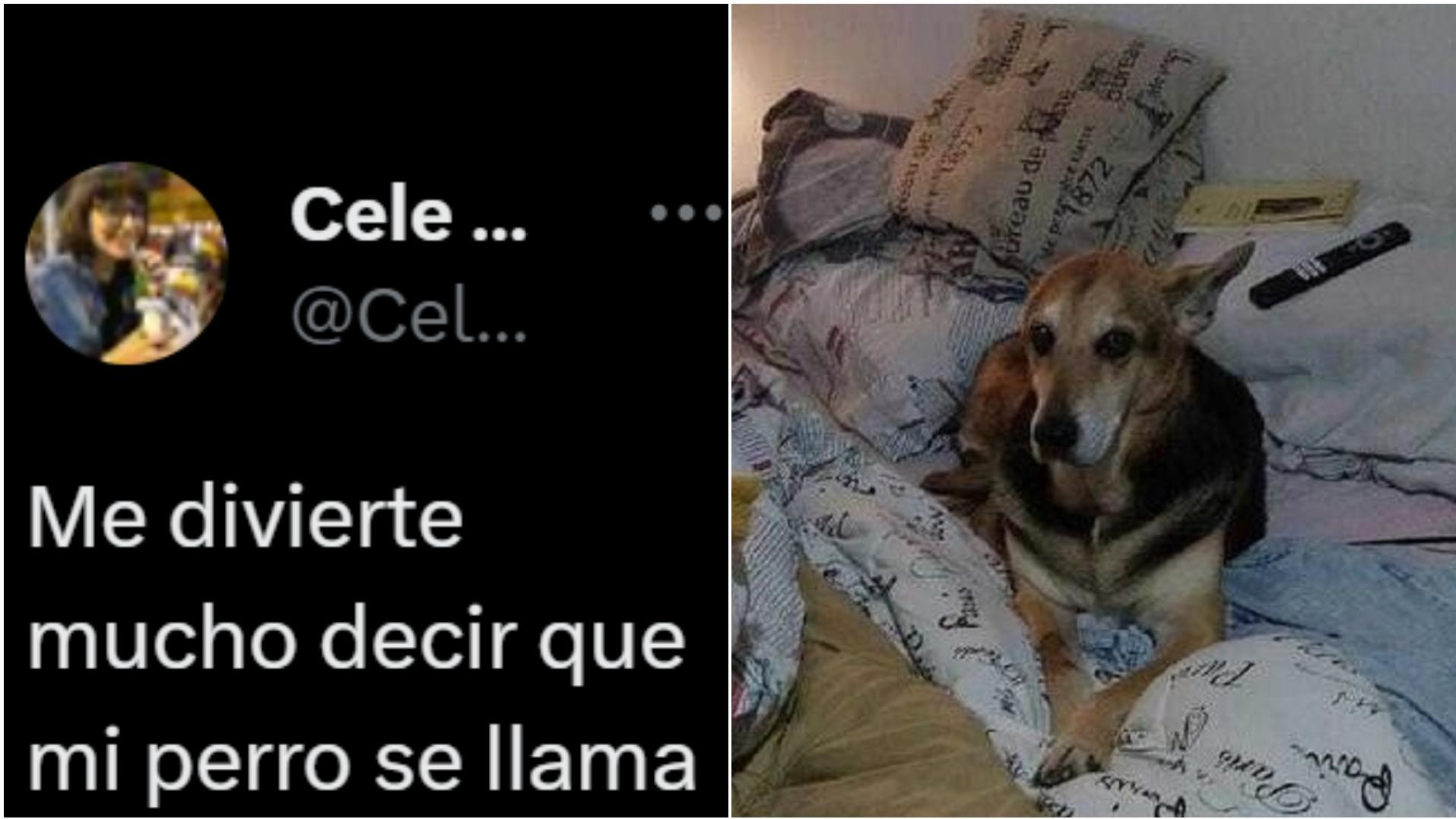 Una joven reveló las divertidas secuencias que vive con su perro.