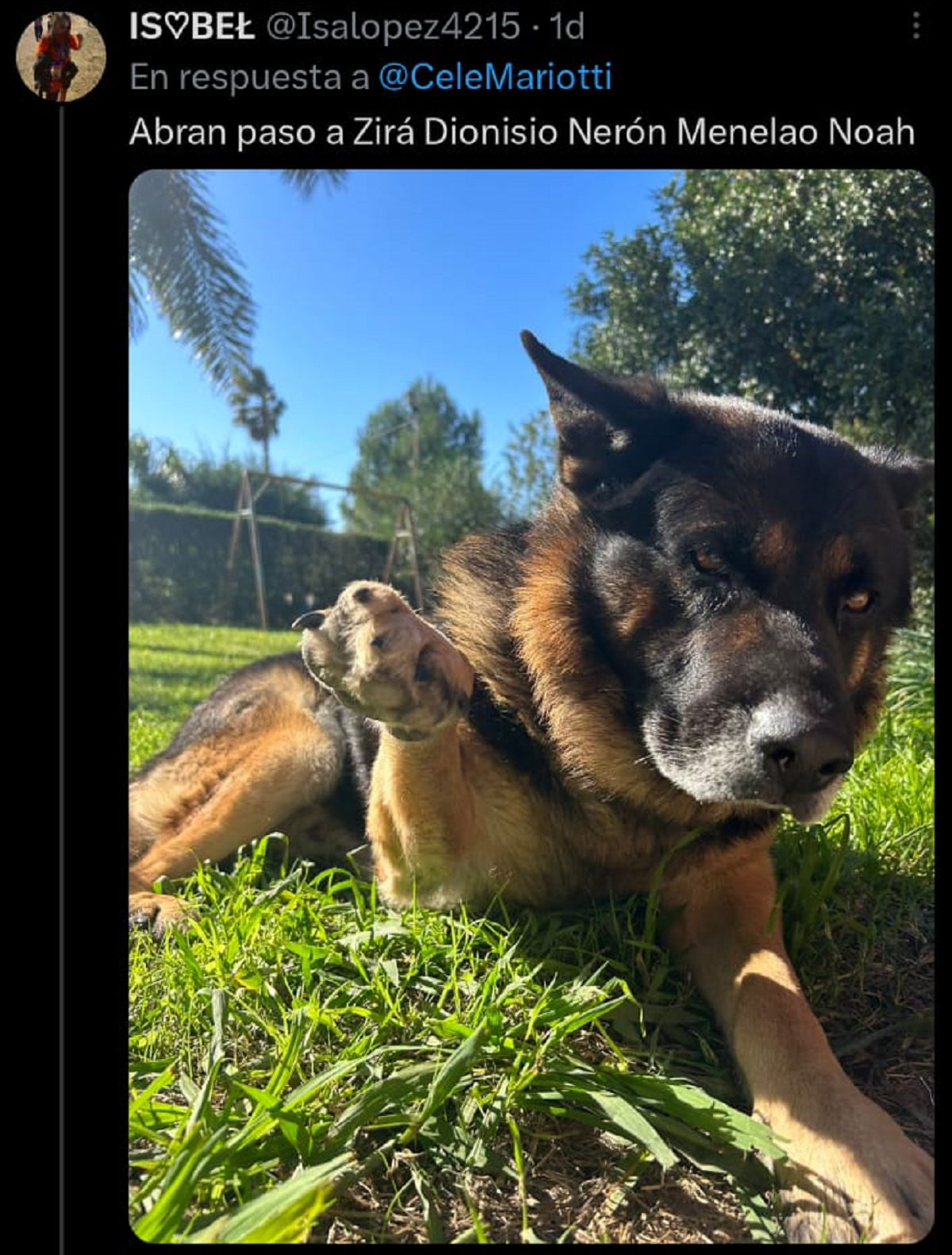 Otro perro con un nombre divertido.