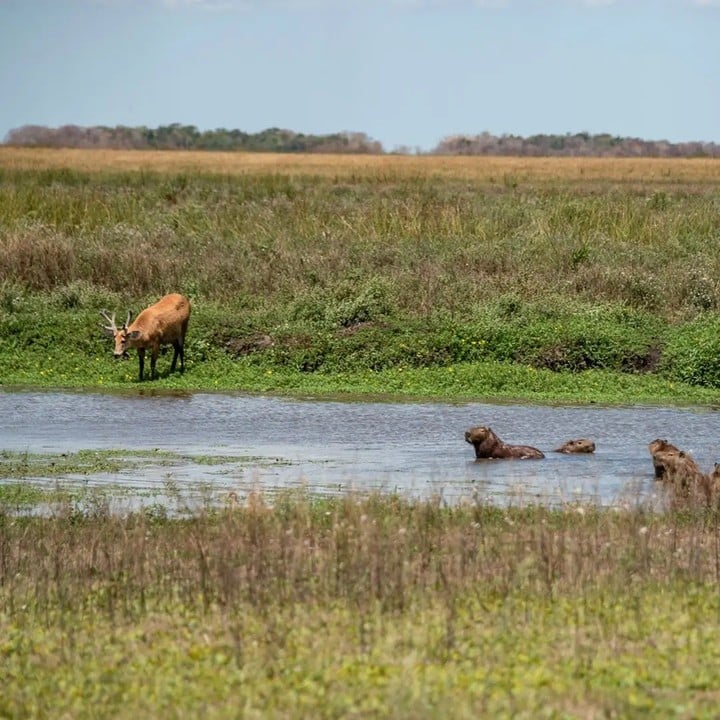 Parque Nacional Ciervo de los Pantanos.