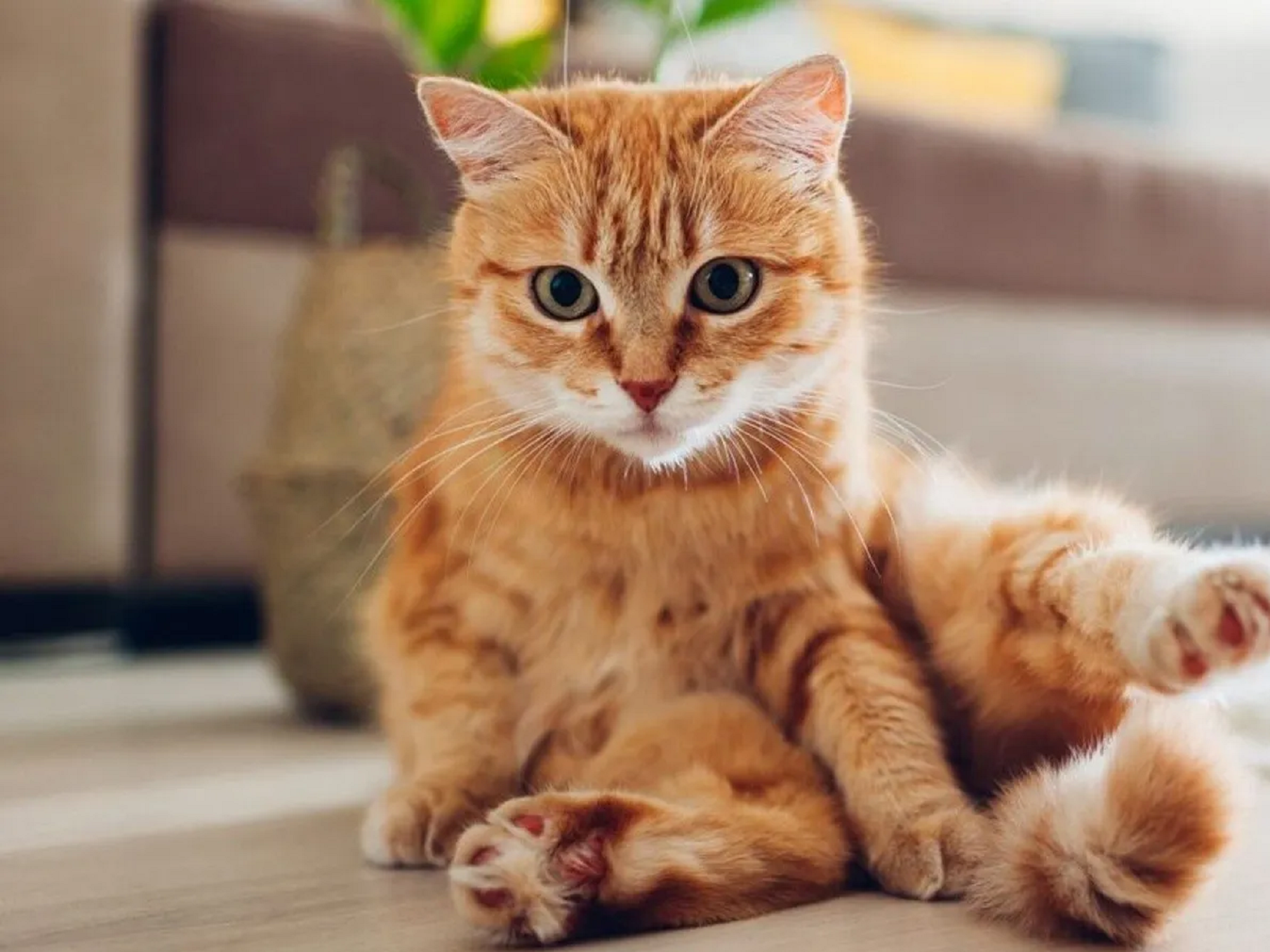 Estudian por qué los gatos amasan.