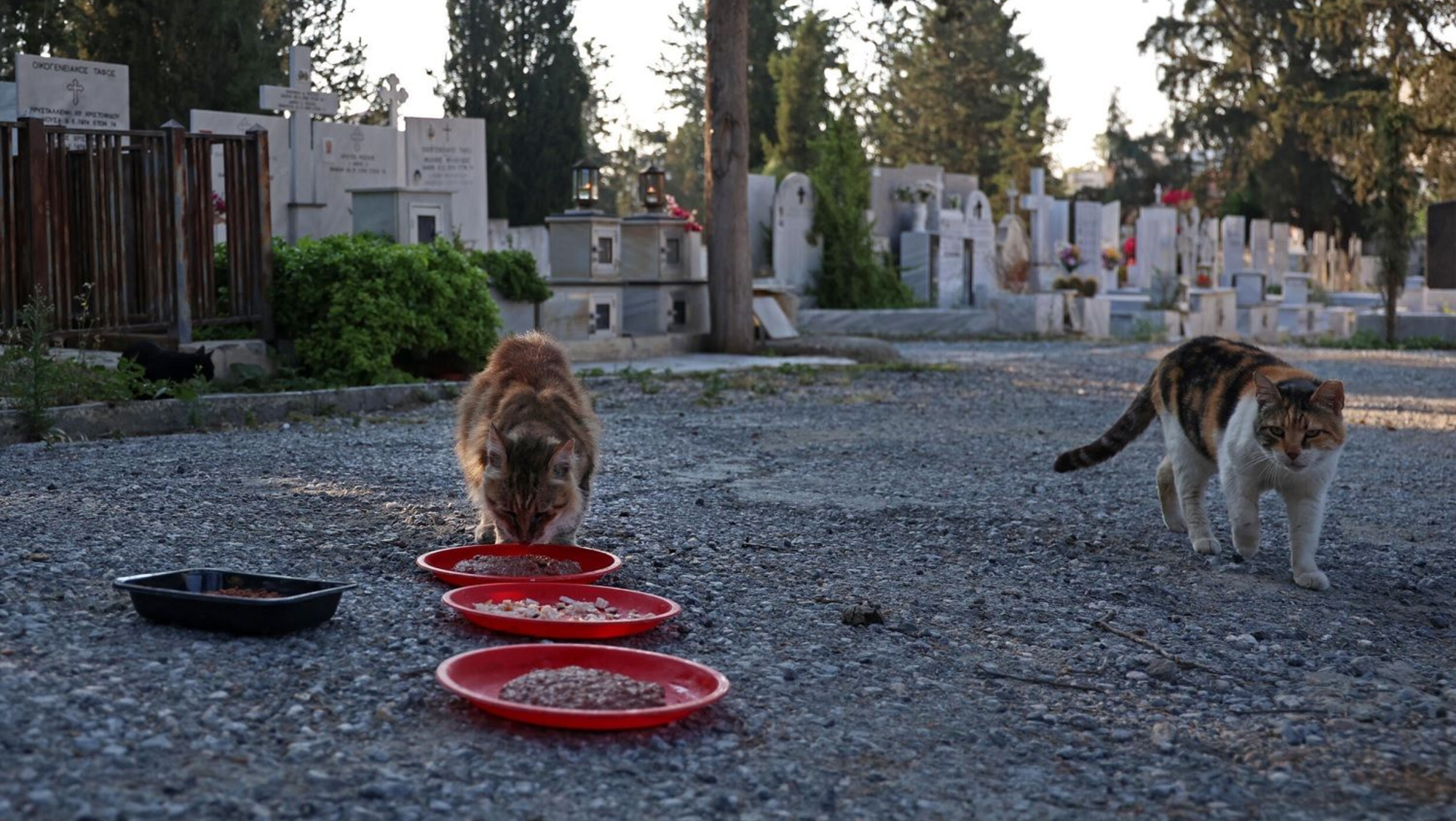 Alertan sobre un virus que ataca a los gatos y los mata.