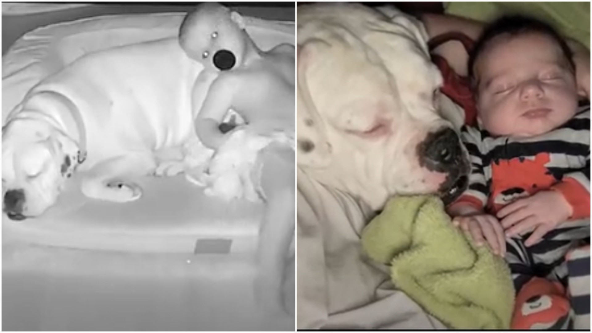 Un perro que duerme con un bebe se convirtió en viral.