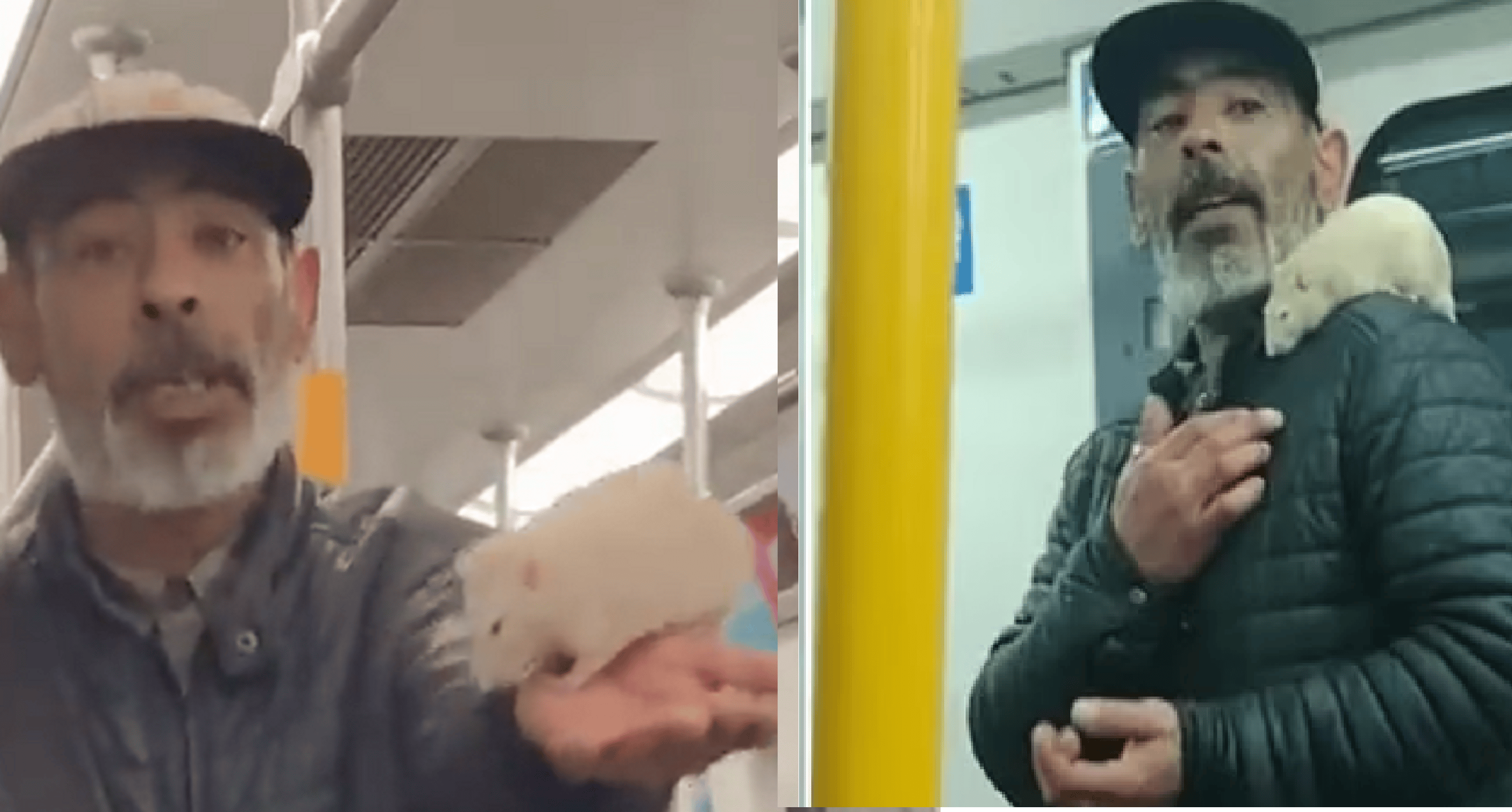 Stuart, la rata viral que viaja en el tren Roca.