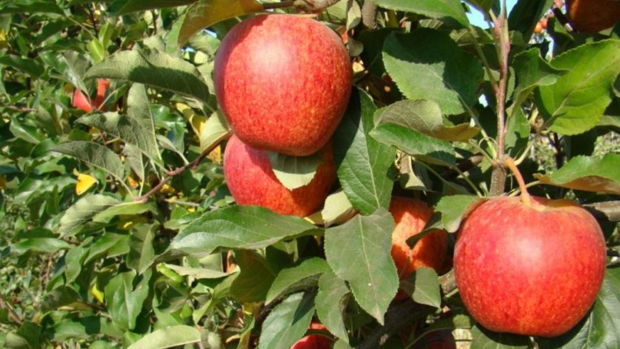 El precio del kilo de manzana acumula un aumento interanual del 140% (Gentileza Revista Chacra).