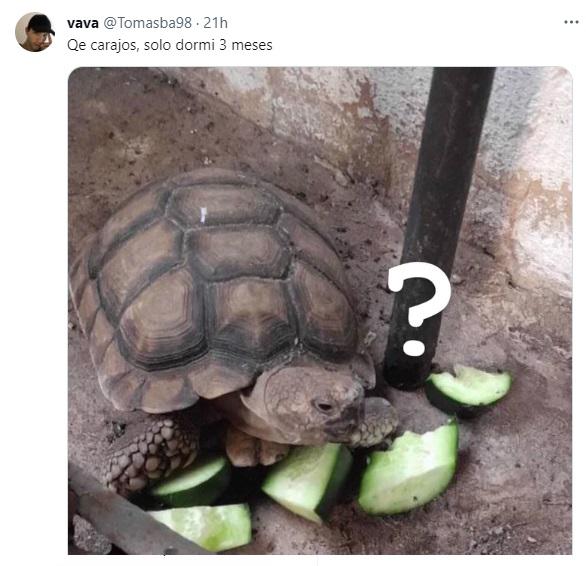 Comentarios, memes y experiencias similares con las tortugas (Twitter).