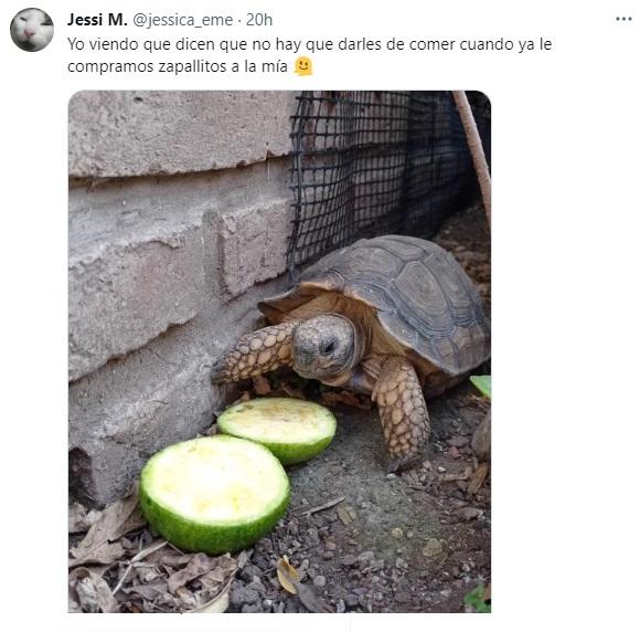 Comentarios, memes y experiencias similares con las tortugas (Twitter).