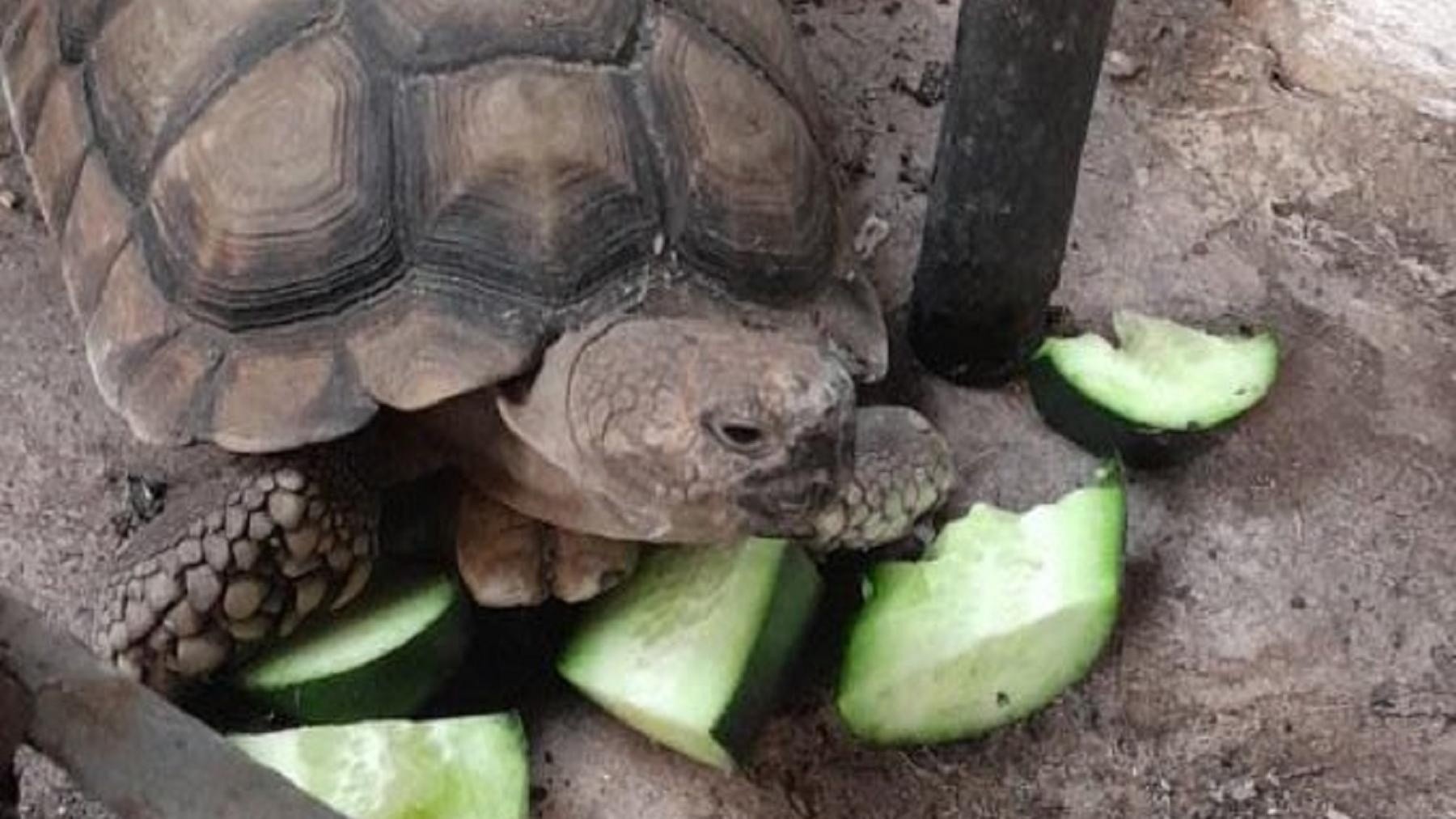 Su tortuga se despertó en pleno invierno y le dio de comer, pero en Twitter rápidamente le aconsejaron lo contrario y se volvió viral.