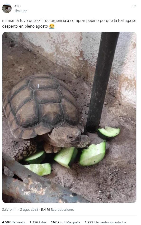 El tuit viral de la tortuga comiendo pepino después de hibernar (Twitter/@ailupe).