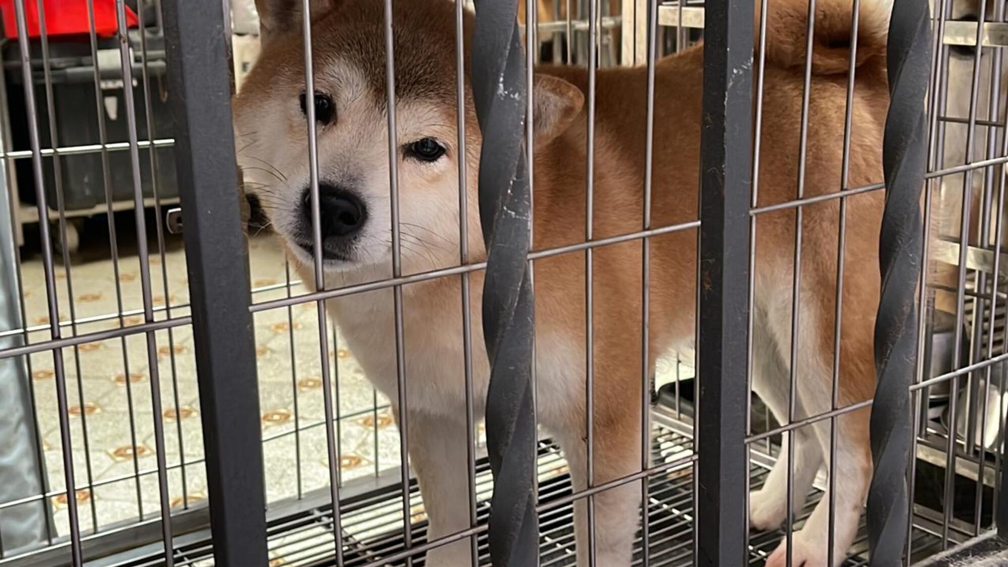 Los perros de raza Shiba Inu eran comercializados en un criadero ilegal.