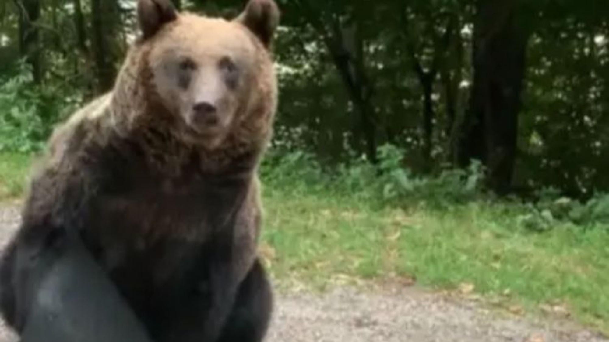 Viral: se toparon con un oso en la ruta, lo dejaron pasar y el animal tuvo un gesto que los dejó atónitos.