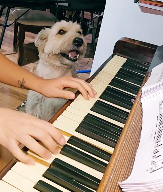 El perro cantante se lució en TikTok.