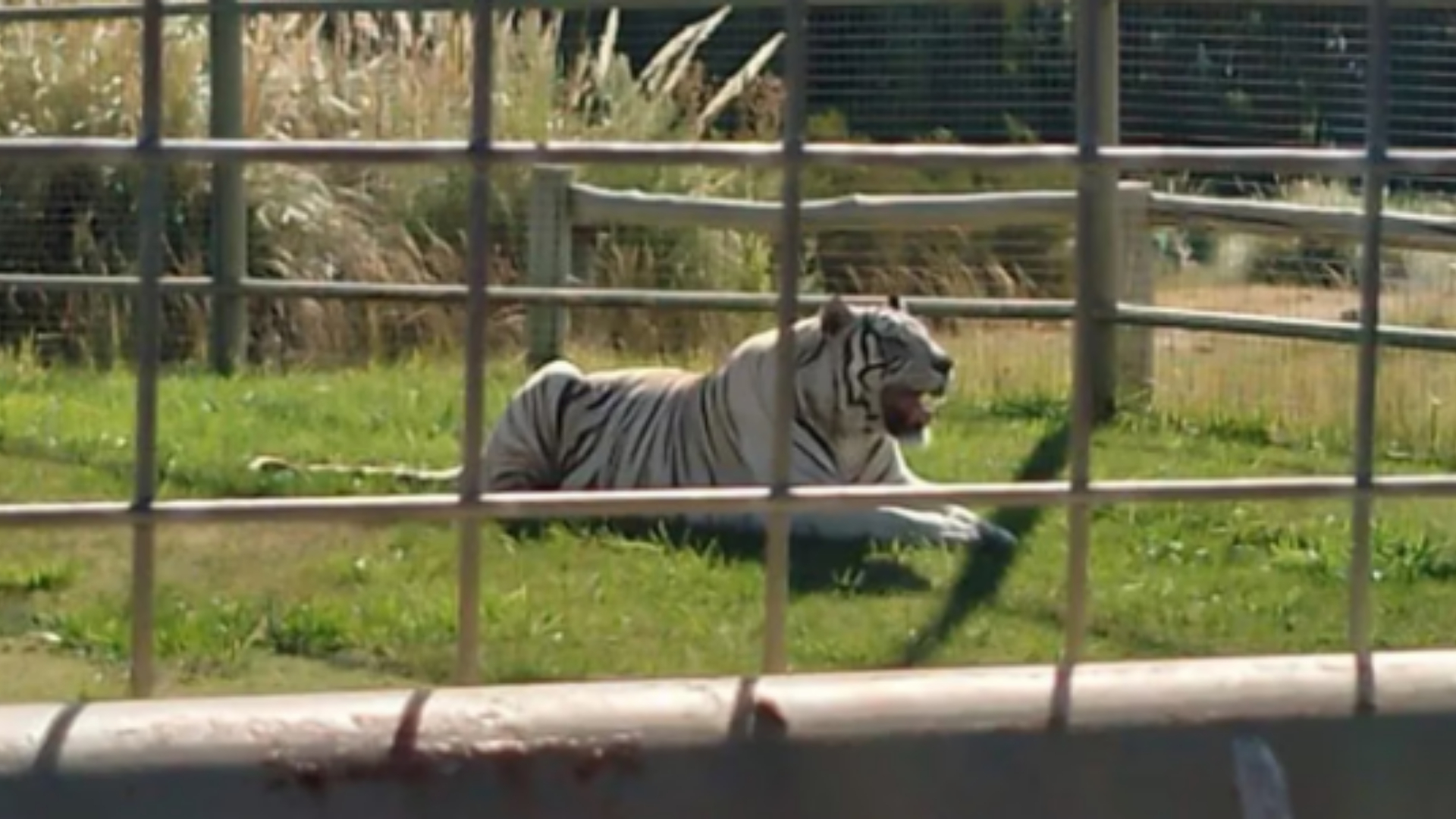 El botín buscado por los malvivientes era custodiado por un tigre (Foto La Mañana Neuquén).