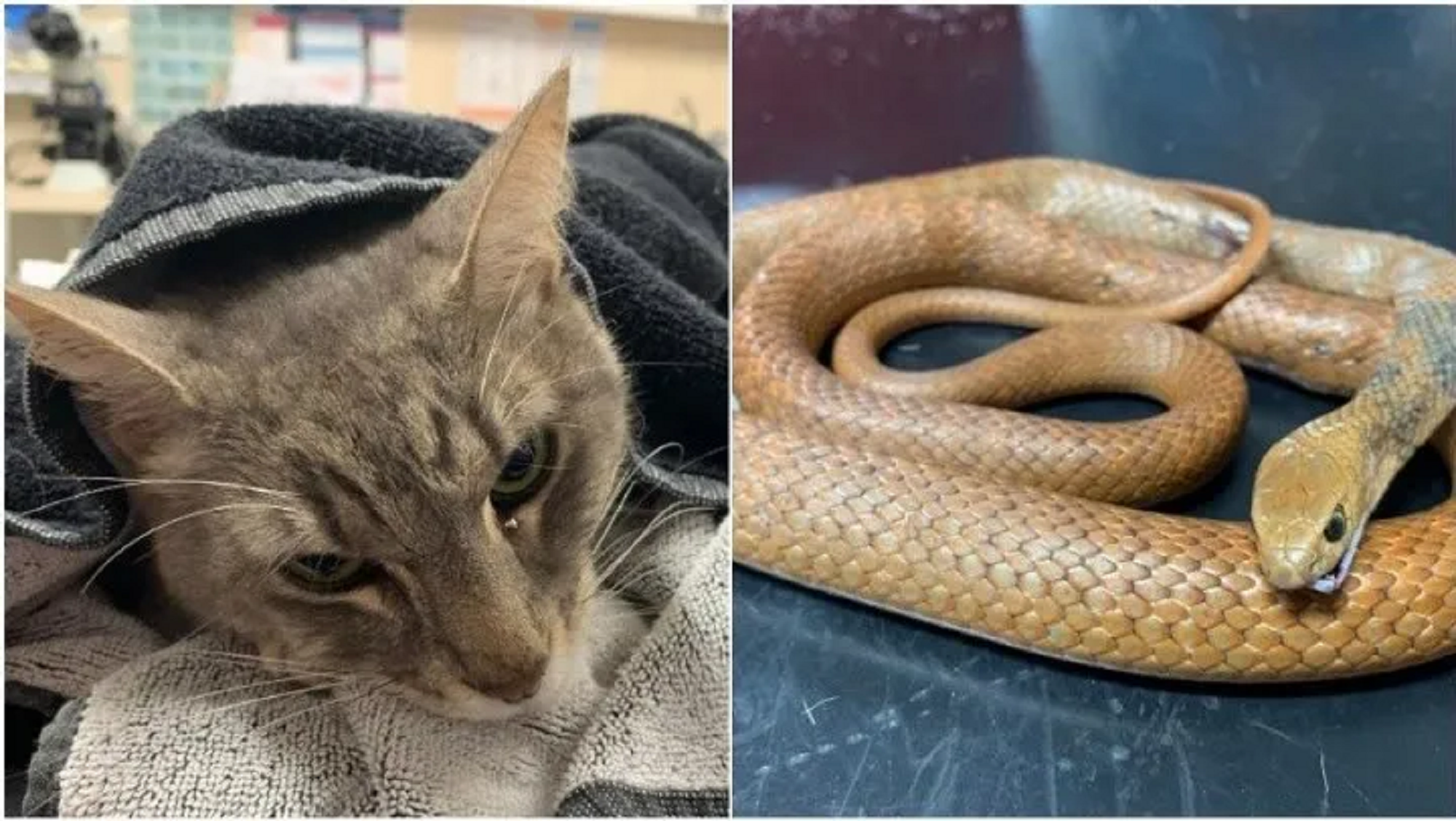 El felino salvó a dos nenes de ser mordidos por una serpiente venenosa.