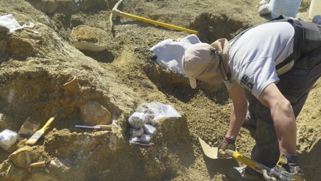 Los científicos hallaron un nuevo tipo de elasmosaurio (CONICET).