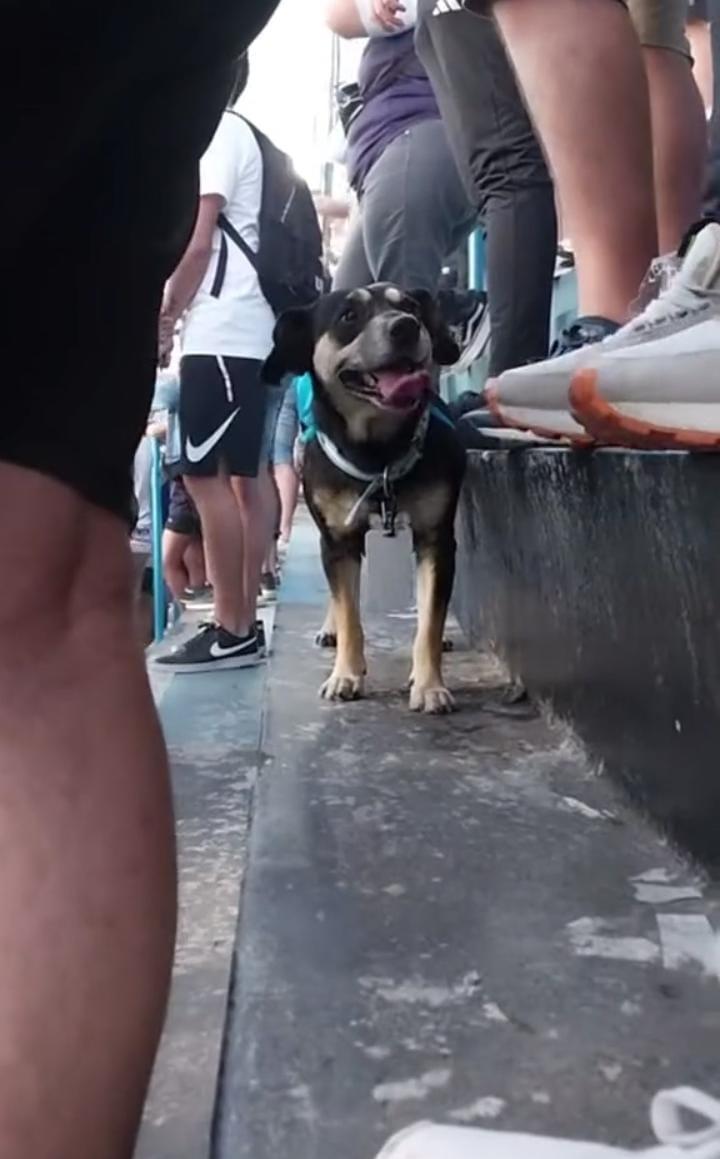 Este perro tucumano se ganó el amor de todos en las redes sociales (  <a href='https://www.cronica.com.ar/tags/TikTok'>TikTok</a>/@dani.coronel1).