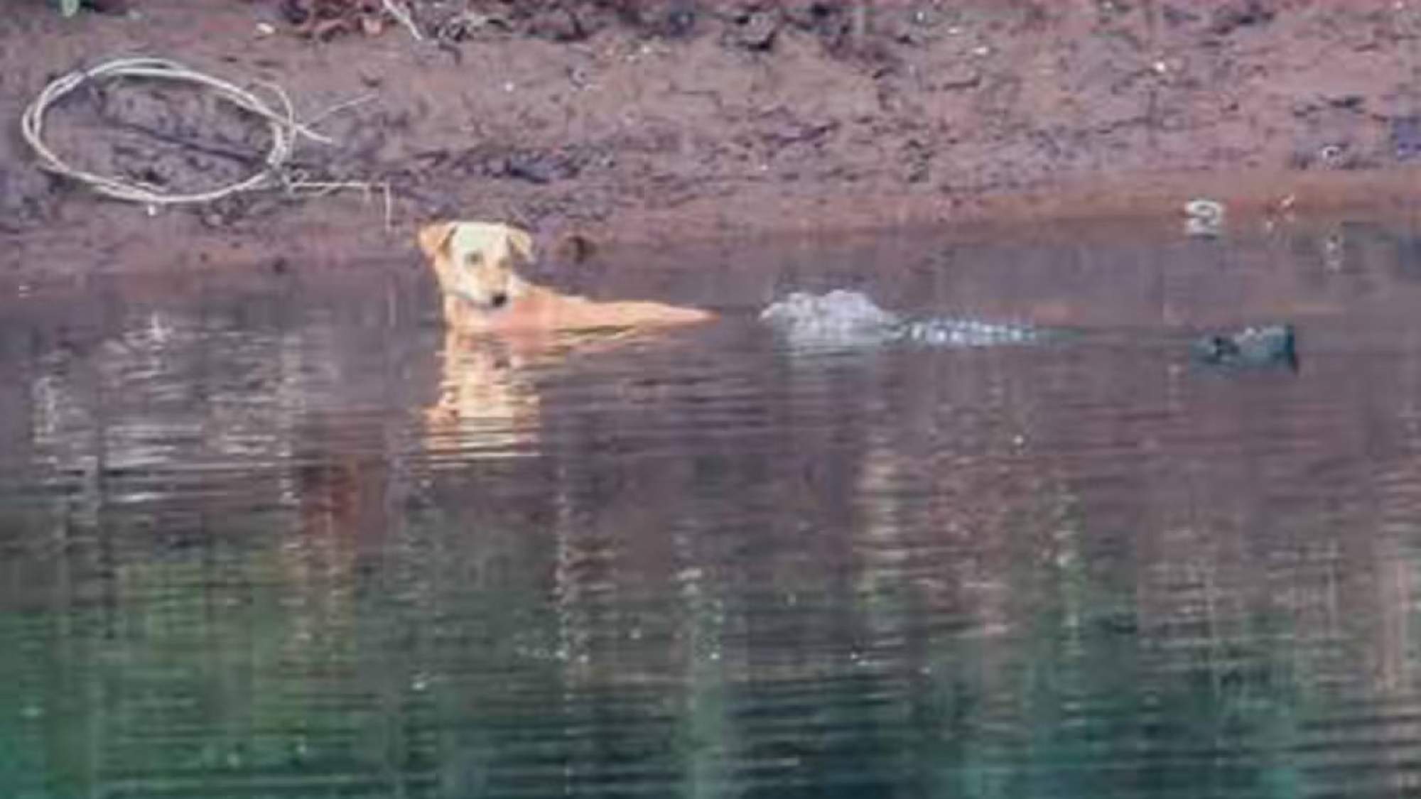 Un perro callejero cayó a un río en donde había un grupo de cocodrilos, pero un suceso inesperado llamó la atención de los especialistas en zoología de aquel país.