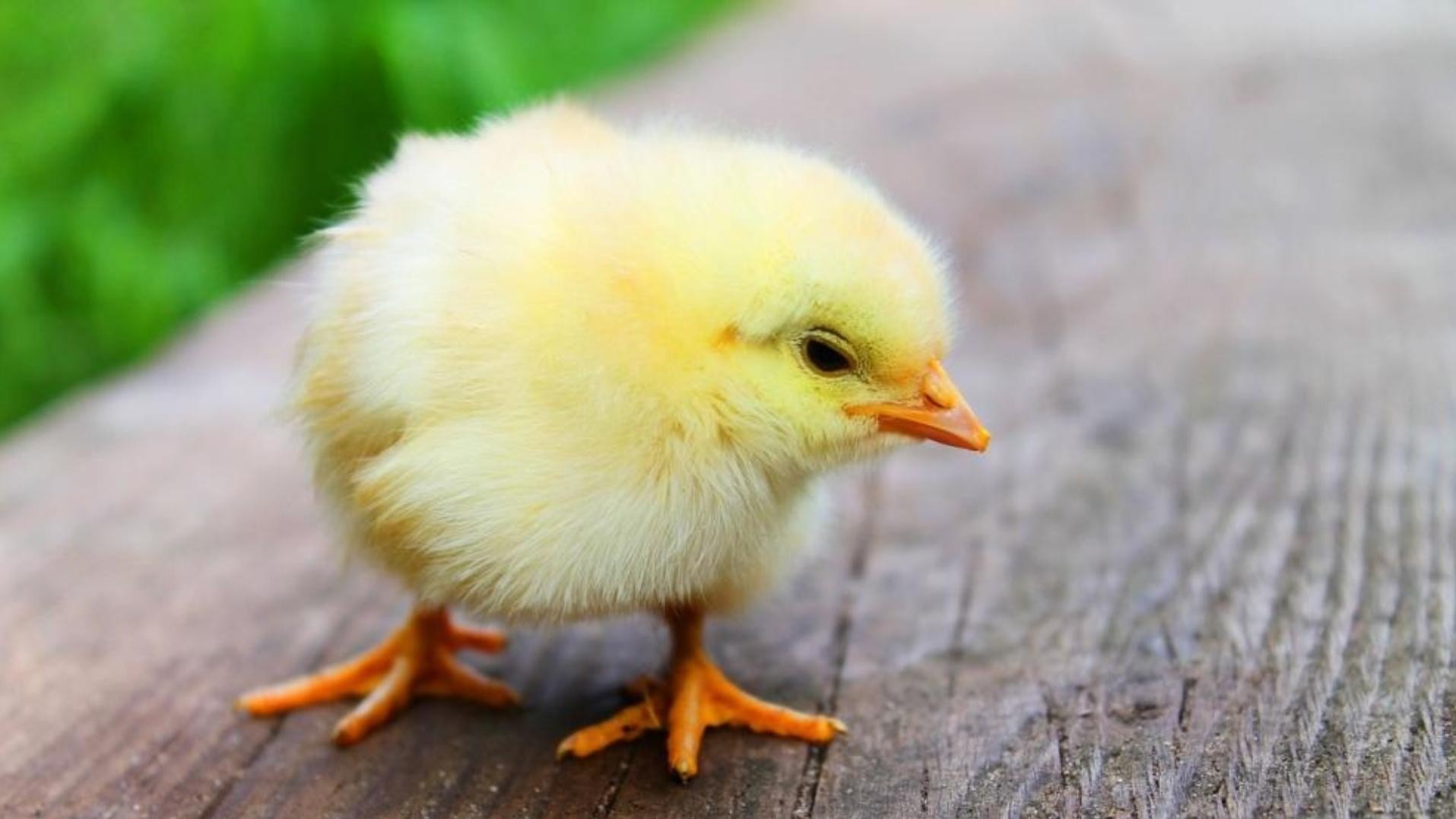 El curioso caso de un pollito que nació con cuatro patas.