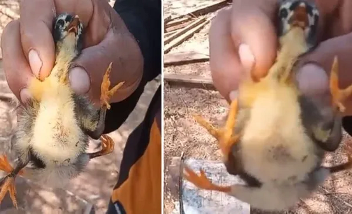 Así se ve el pollito que nació con cuatro patas en Salta.