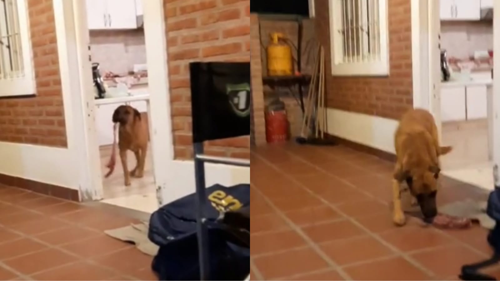 El travieso perro salió de la cocina con un pedazo de carne y corrió a toda velocidad hacia la calle (  <a href='https://www.cronica.com.ar/tags/TikTok'>TikTok</a>/@santiespech).