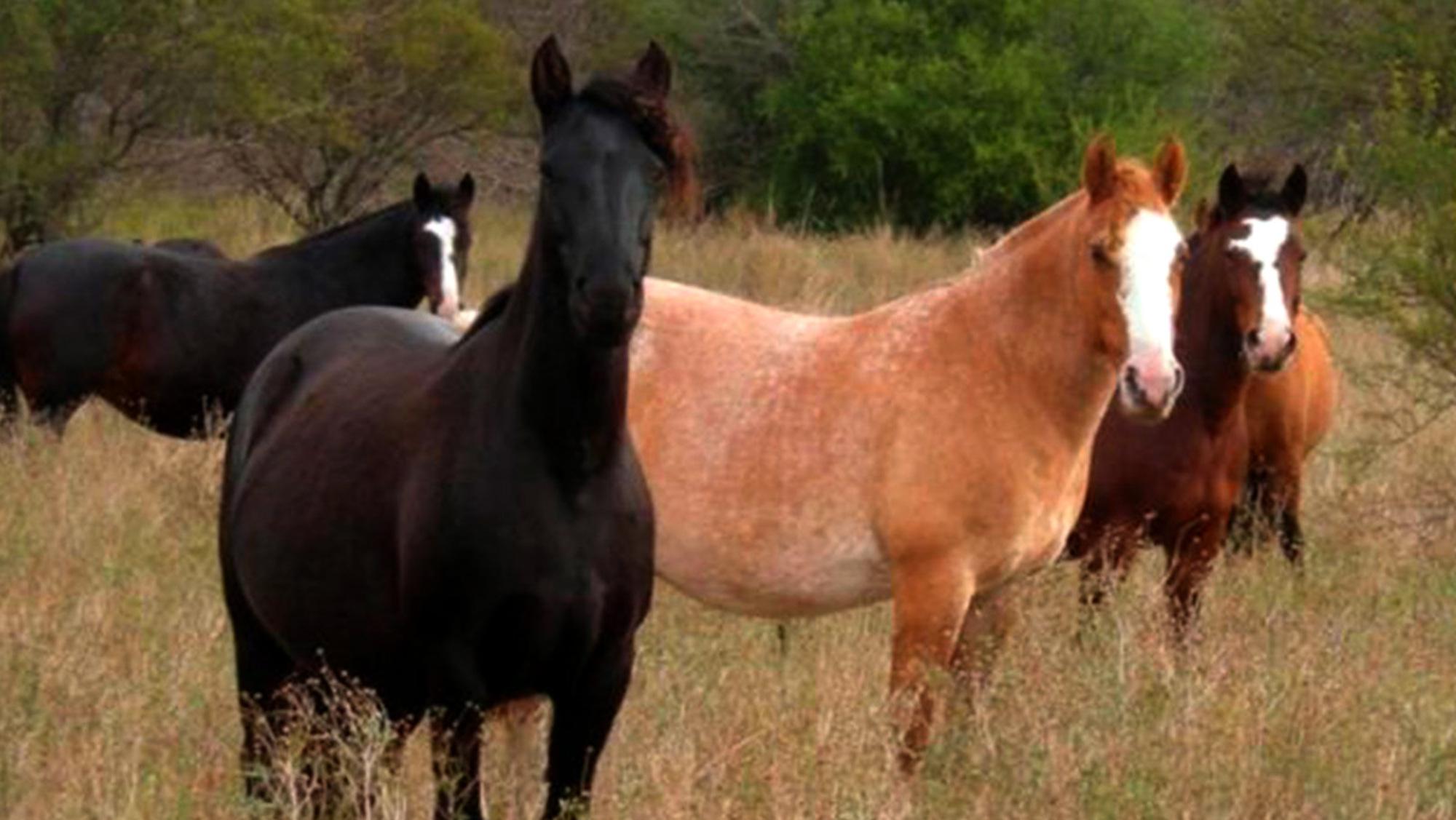 Alerta por la propagación de un virus entre los caballos (Imagen ilustrativa).