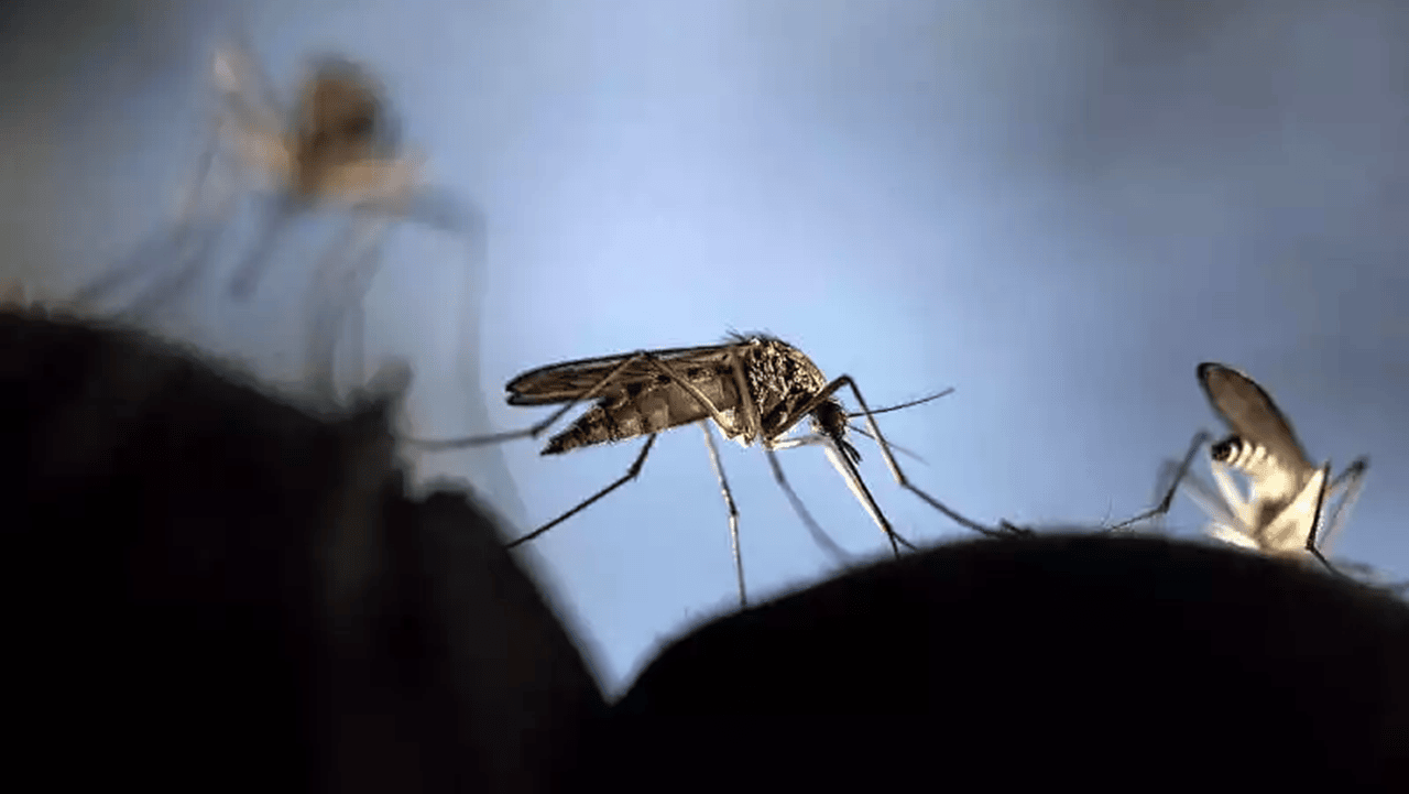 Los mosquitos denominados Aedes Albifasciatus pueden provocar Encefalitis Equina del Oeste.